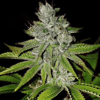 Candy Kush Fast Photo Fem-0