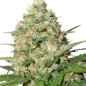 Candy Kush Fast Photo Fem-2459