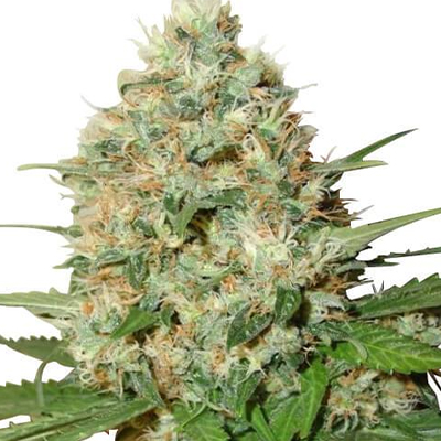 Candy Kush Fast Photo Fem-2459
