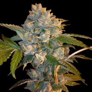 Candy Kush Photo Fem-3436
