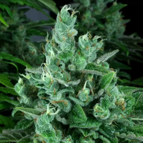 Candy Kush Photo Fem-4093
