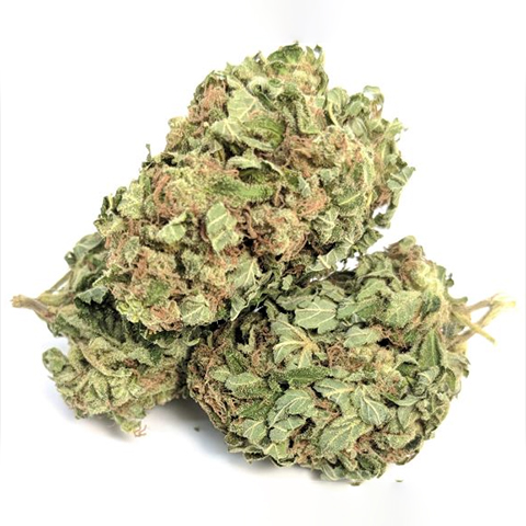 Candy Kush Photo Fem-4094