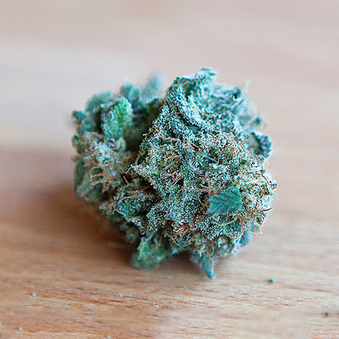Candy Kush Photo Fem-4095