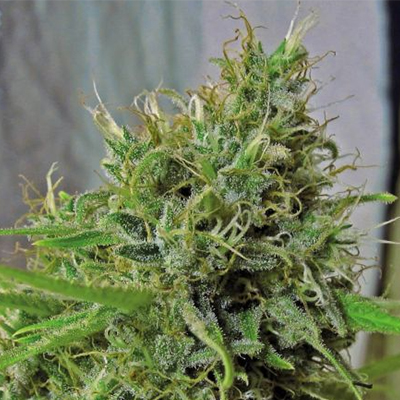Candy Kush Photo Reg-2619