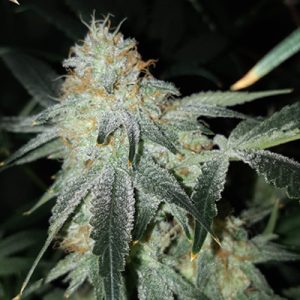 Candy Punch Photo Reg-3541