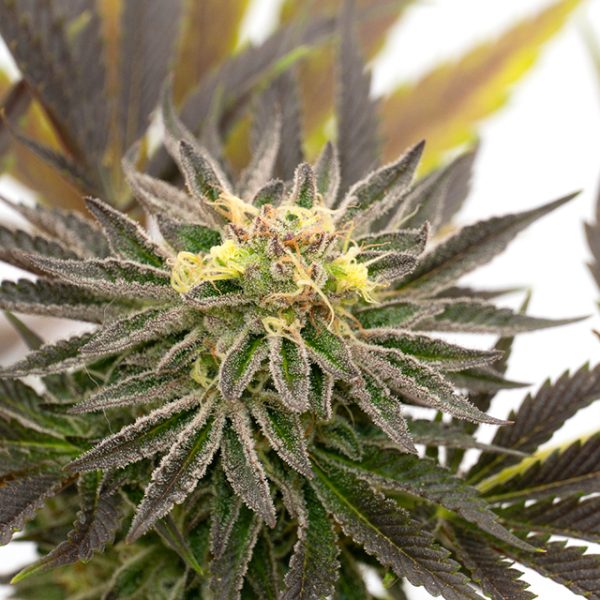 Candyland Peyote Photo Fem-3808
