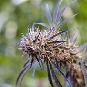 Candyland Photo Fem-1987