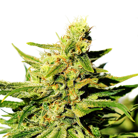 Cannatonic Photo Fem-0