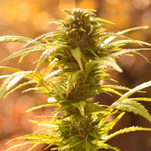 Carmen 2.0 Photo Fem-3438