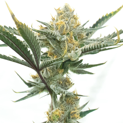 Carmen 2.0 Photo Fem-0