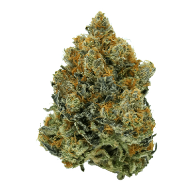 Carmen Banner Photo Fem-4089