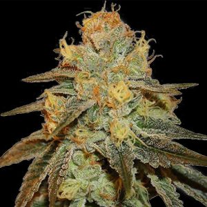 Carmen Banner Photo Fem-3430