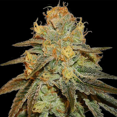 Carmen Banner Photo Fem-3430