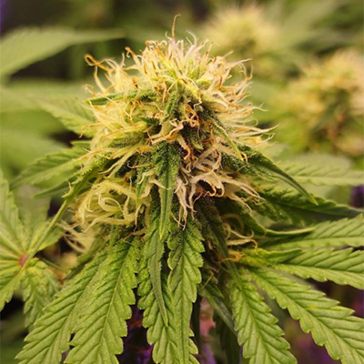 Carmen Banner Photo Fem-0