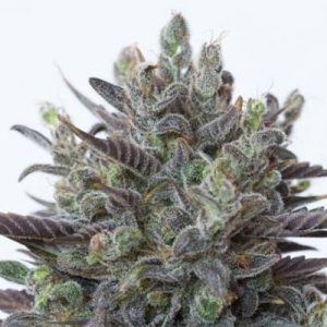 CBD Super Purple Auto Fem-0