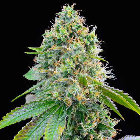 Cereal Milk Photo Fem-0