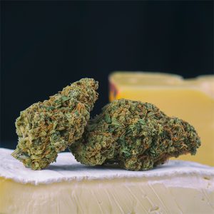 Cheese Auto Fem-3631