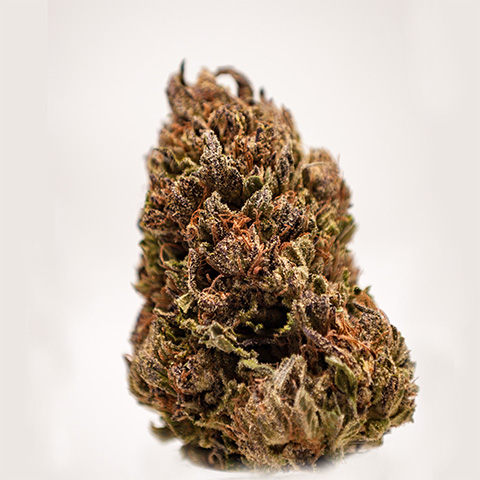 Cheese Diesel Photo Fem-3032