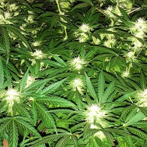 Cheese Fast Photo Fem