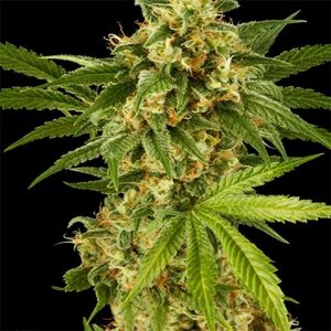 Cheese Lemon Photo Reg-2735