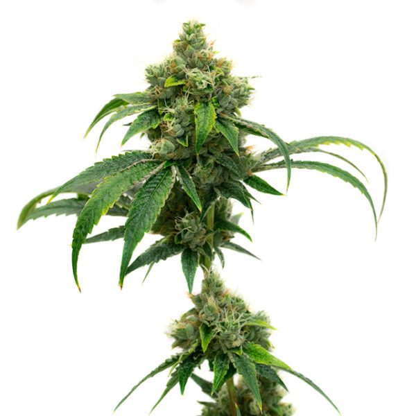 Cheese Photo Fem-0
