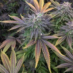 Cherry Pie Photo Fem-3044