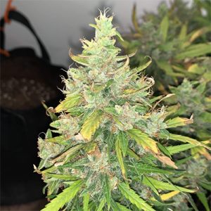 Cheesecake Auto Fem-1522