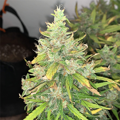 Cheesecake Auto Fem-1522