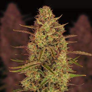 Cheesecake Gelato Auto Fem-1526