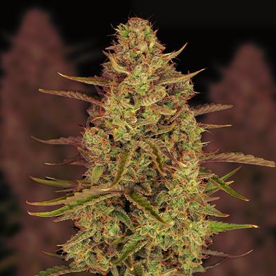 Cheesecake Gelato Auto Fem-1526