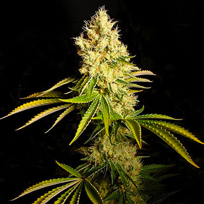 Chemdawg Photo Reg-0