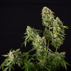 Chemdog4 Photo Fem-3026