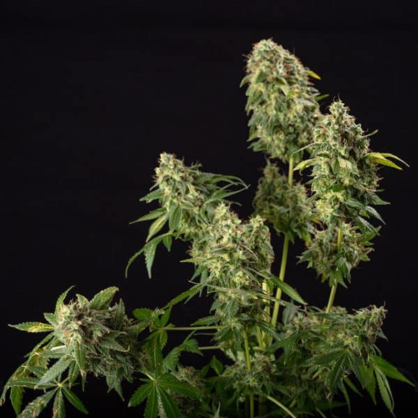 Chemdog4 Photo Fem