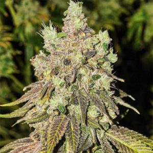 Cherry AK47 Photo Fem-1909