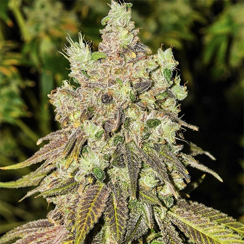 Cherry AK47 Photo Fem-1909