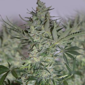 Cherry AK47 Photo Fem-0