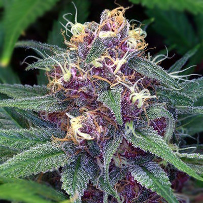 Cherry AK Auto Fem-0