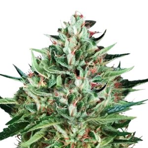 Cherry AK Auto Fem-1581