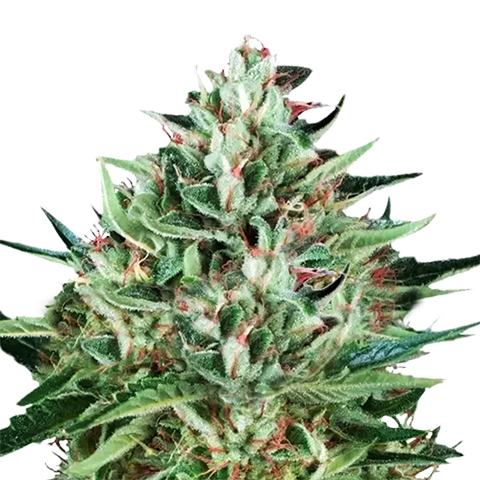Cherry AK Auto Fem-1581