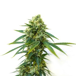 Cherry Pie Photo Fem-0