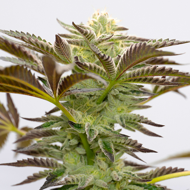 Choco Kush Photo Fem-0
