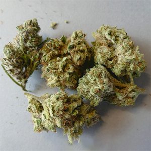 Chocolate Auto Fem-1531