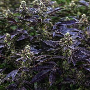 Chocolate Mint OG Photo Fem-0