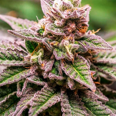 Chocolate Mint Photo Reg-0