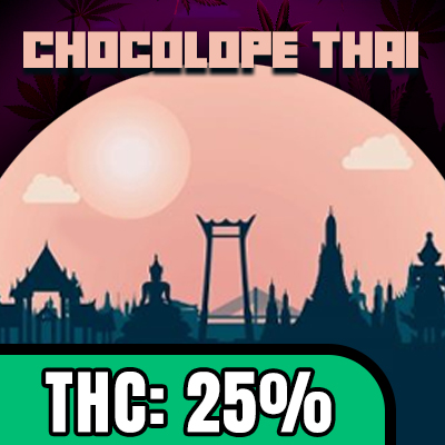 Chocolate Thai Auto Fem-4135
