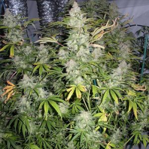 Chocolate Thai Photo Fem-3150