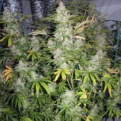 Chocolate Thai Photo Fem-3150