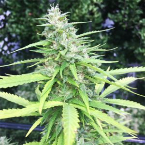 Chocolope Photo Reg-4074