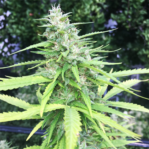 Chocolope Photo Reg-4074