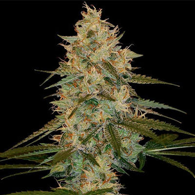 Chocolope Kush Photo Reg-0